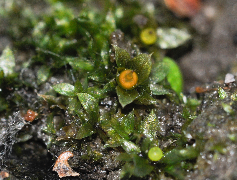 Physcomitrium patens